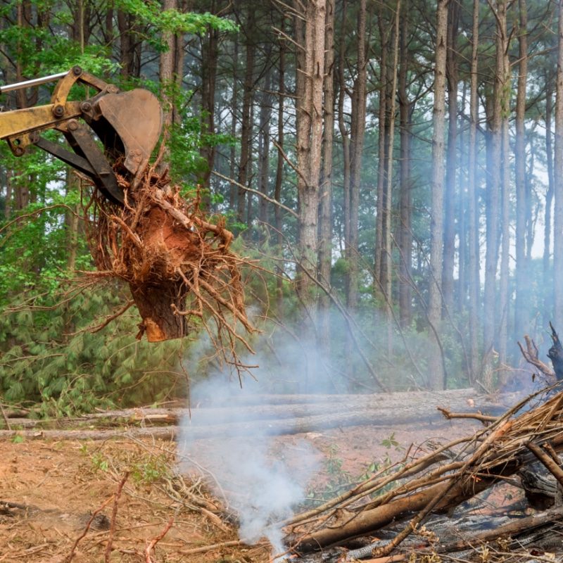 tree-removal_5
